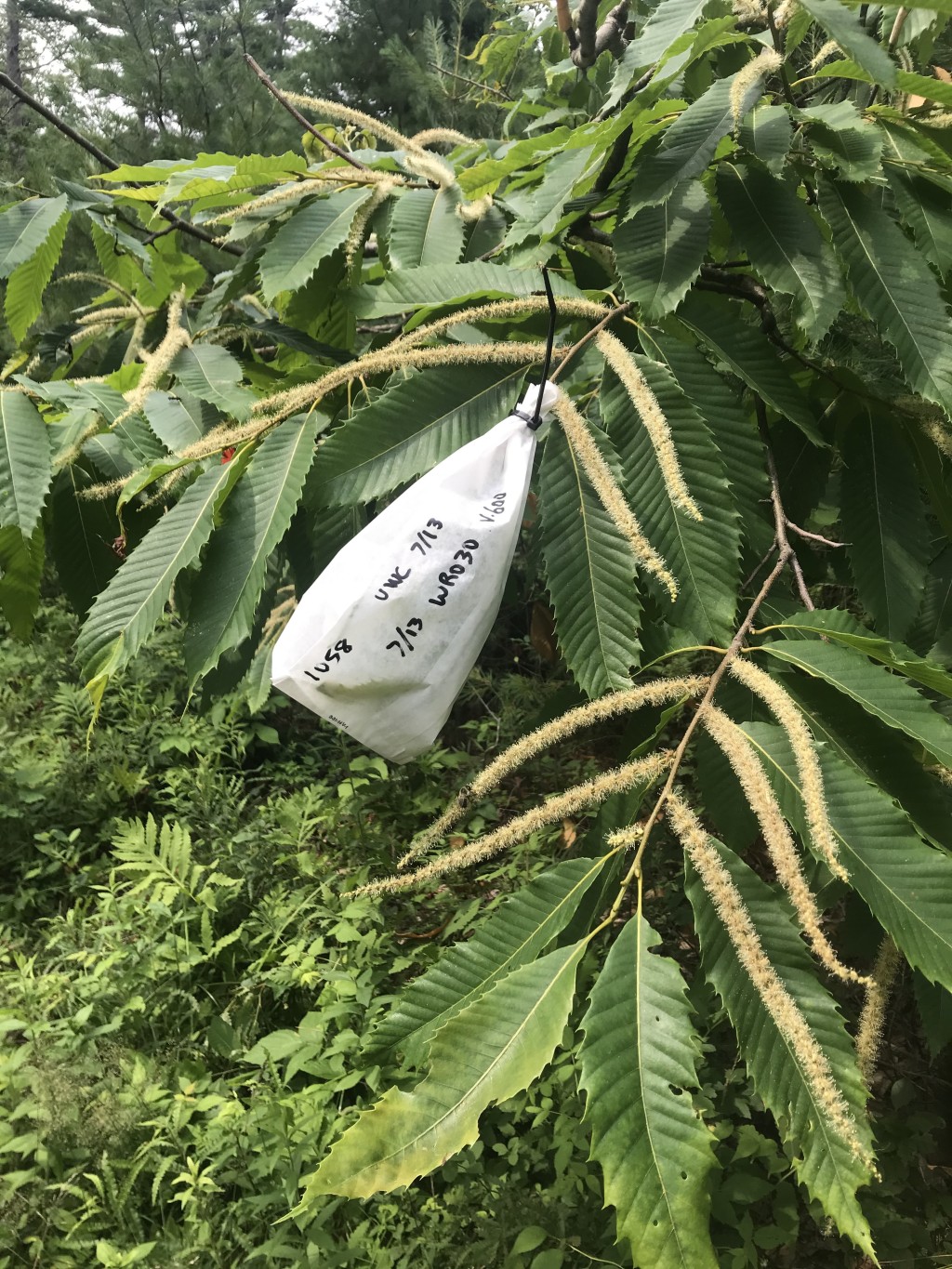 Bags covering chestnut branches