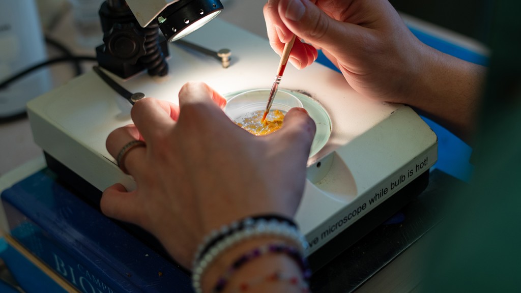 A close-up of hands preparing bacteria in a petri dish