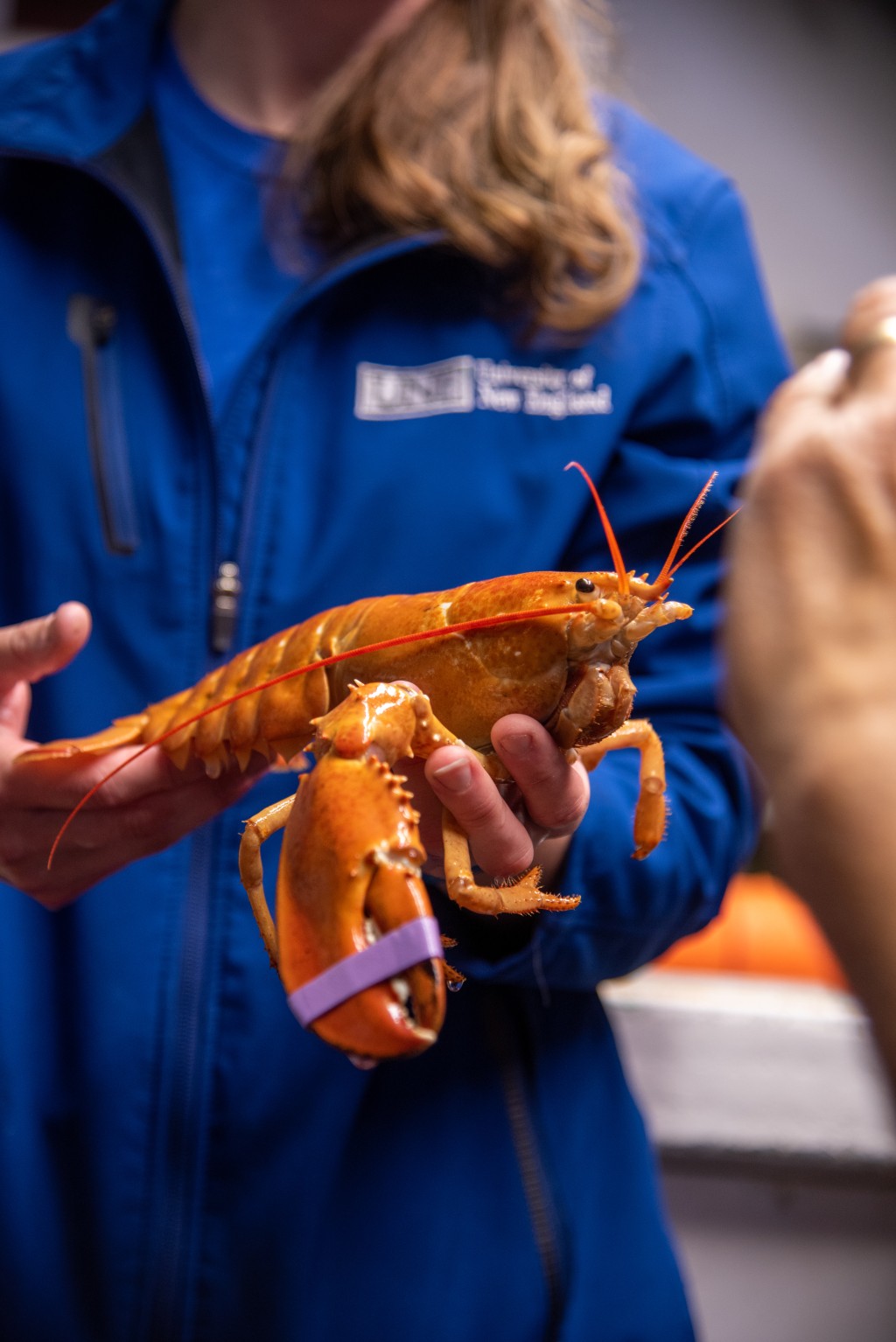 Lindsay Forrette holds the orange lobster