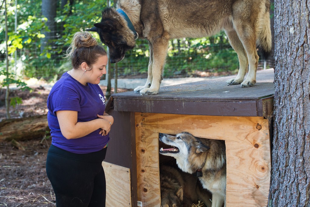 A student stands next to two dogs in an outdoor kennel