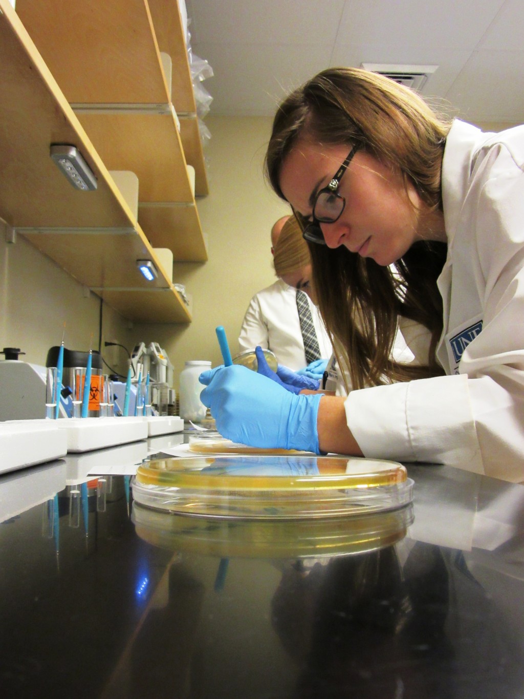 Beth Paey (COP '18) paints bacteria onto the agar