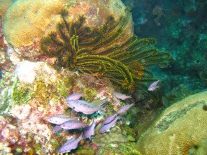 Two colonies of Greater Starlet Coral provide a home for schooling creole wrasse, feather sea star and arrow crab
