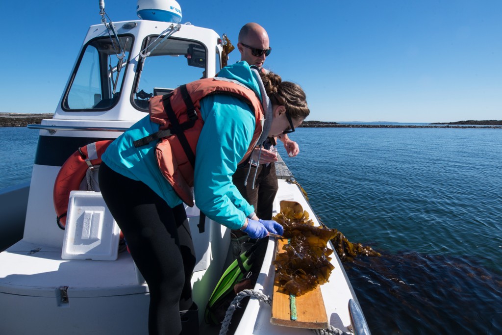Harvesting kelp at UNE