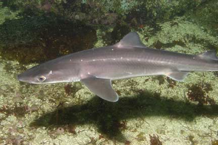 The project’s overall goal was to leverage the very large dogfish population now existing in the Atlantic Ocean 
