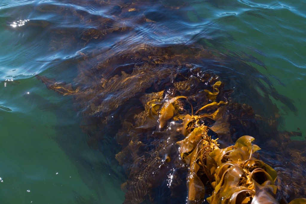 UNE's kelp farm