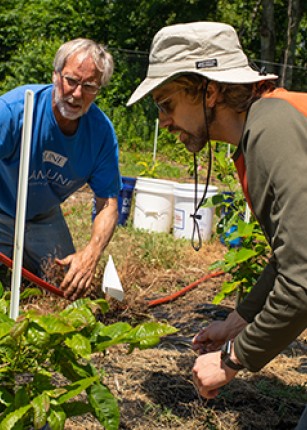 Professor Tom Klak helps a volunteer tend to an American chestnut seedling