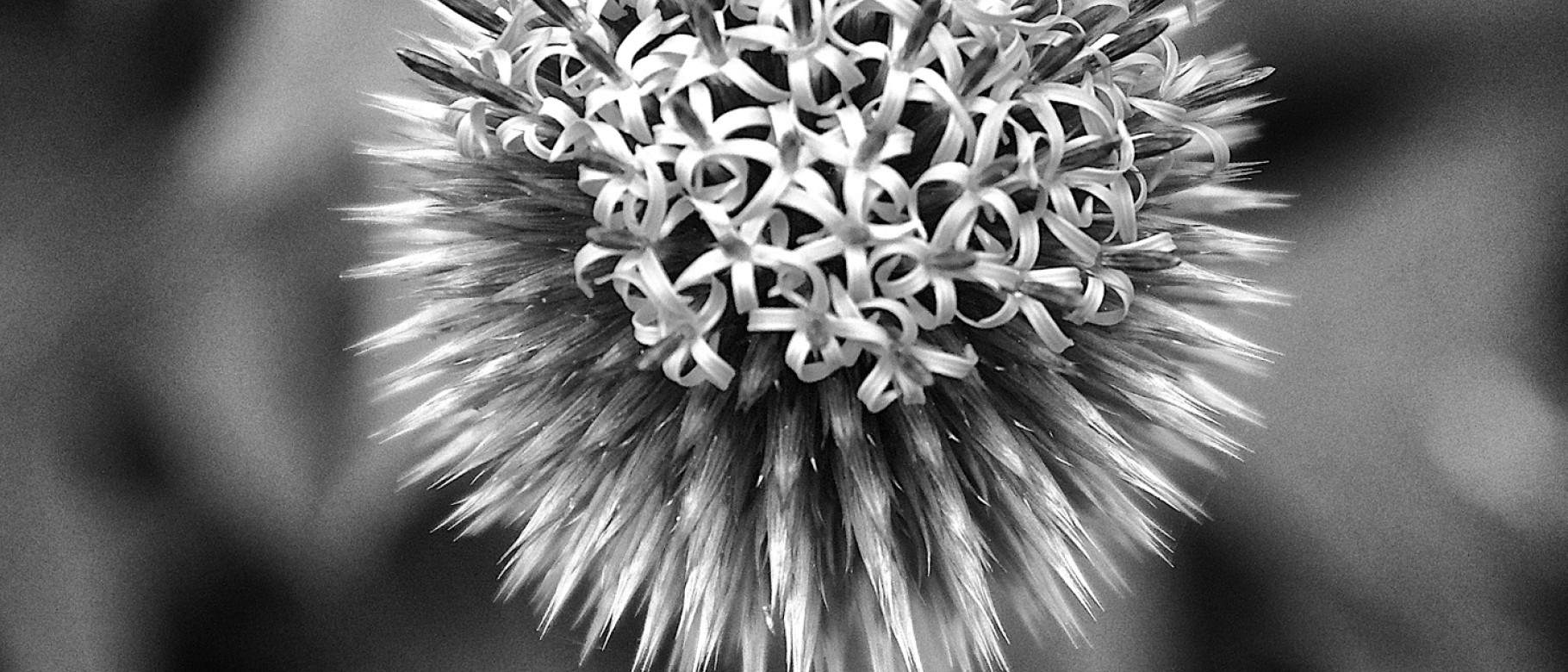"Bee Thistle" (detail)  by Kerry Michaels