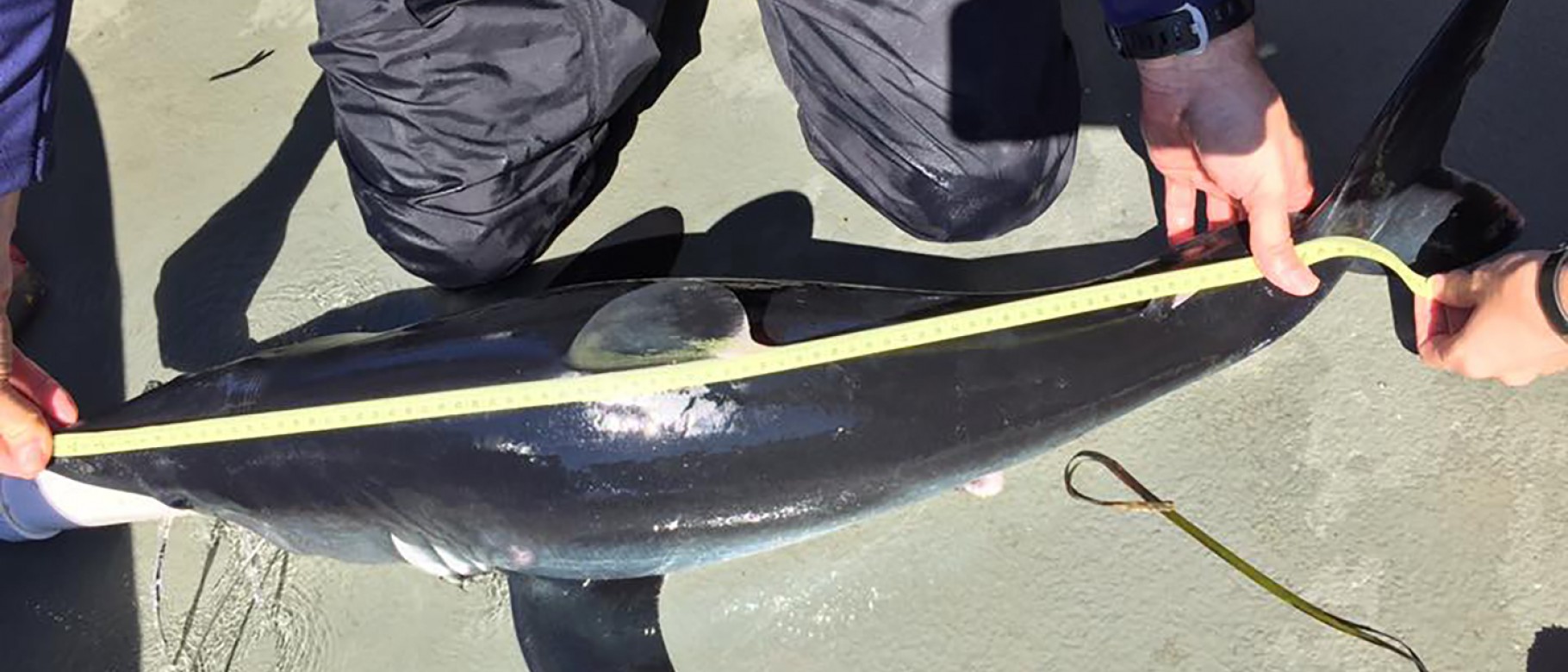 James Sulikowski measures a porbeagle caught with his student research team