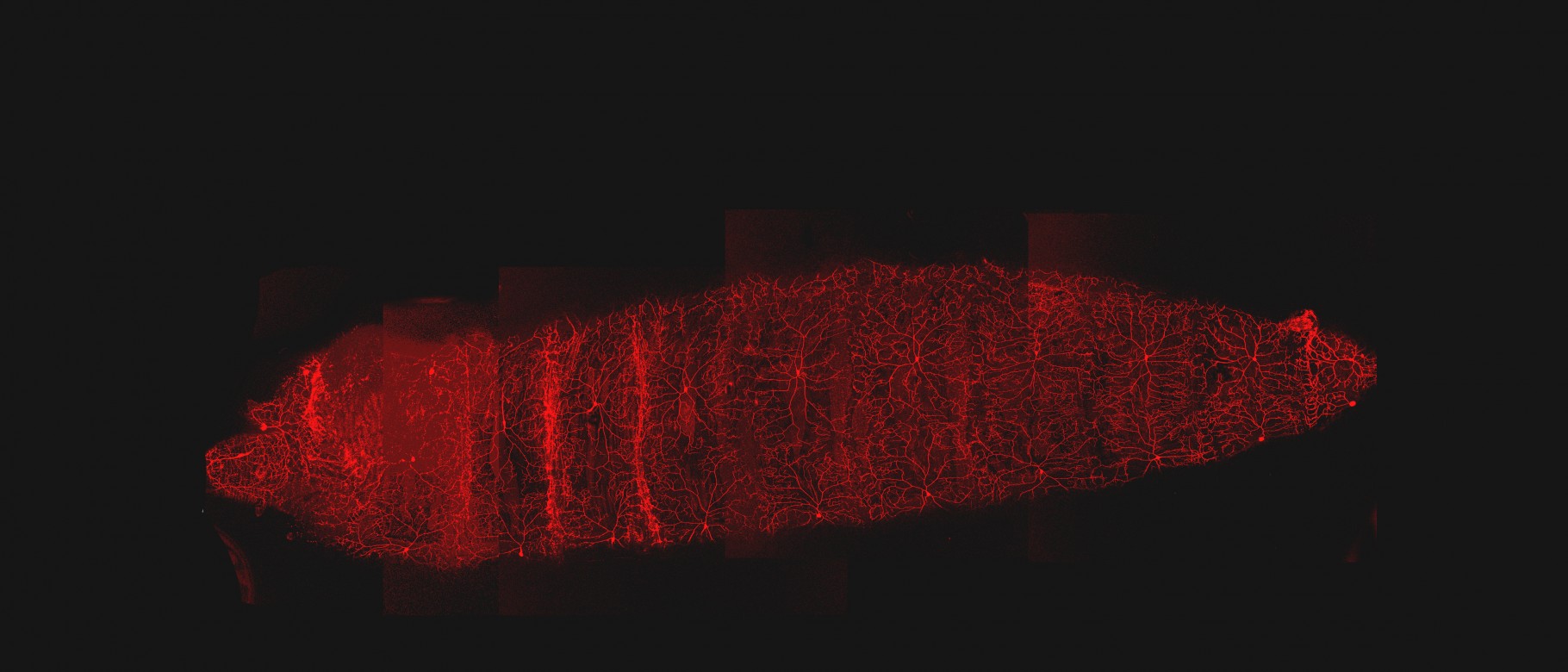 Nociceptive neurons in a fruit fly larva
