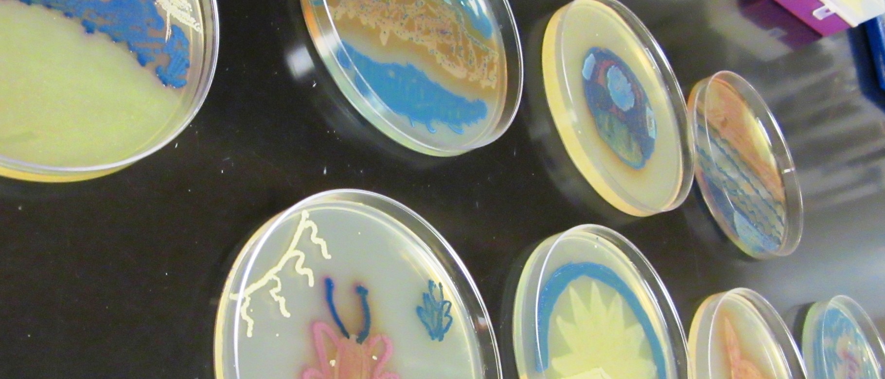 Agar art from the College of Pharmacy