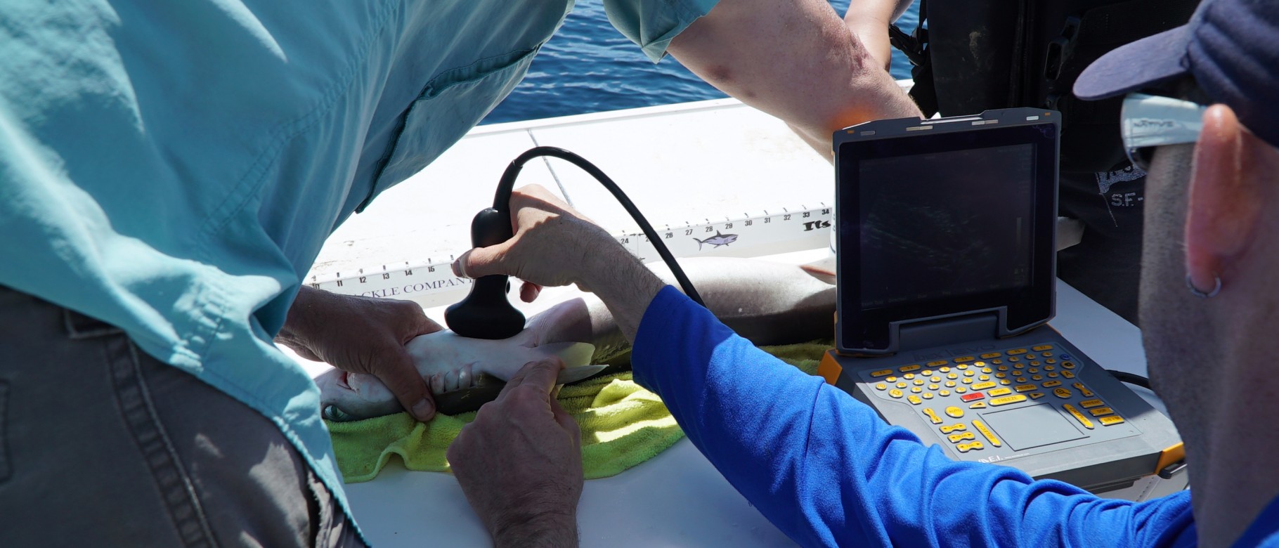 James Sulikowski performs an ultrasound on a dogfish