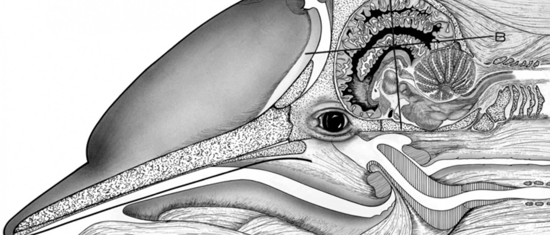 Brain of bottlenose dolphin in situ showing planes of serial section used. From: The Anatomy of the Brain of the Bottlenose Dolp