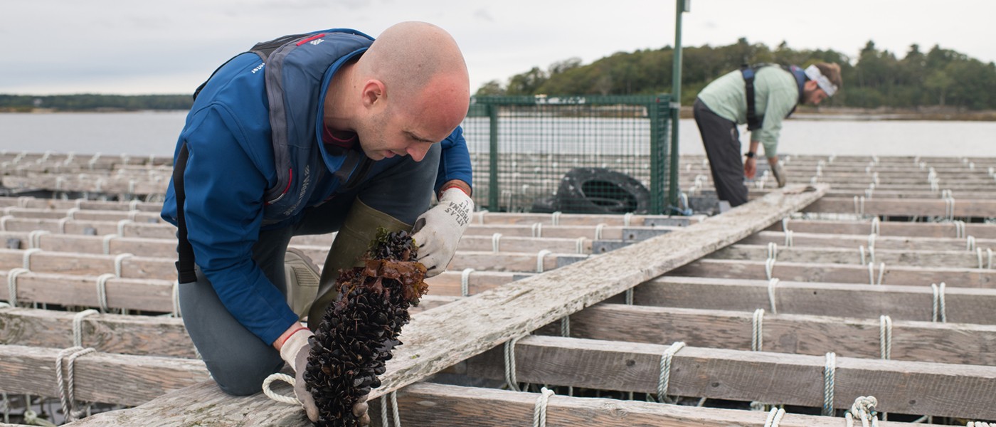 A student and employee work at a seaweed aquaculture facility