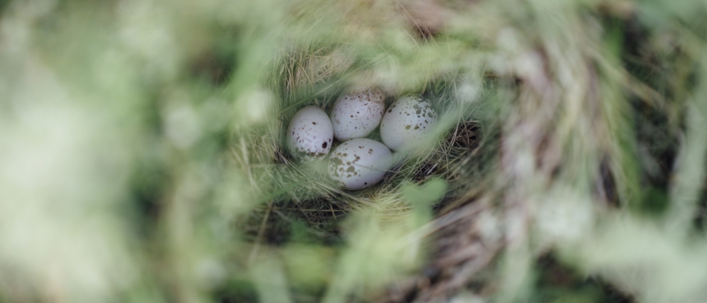 Looking down through the grass at a birds nest with four eggs in it