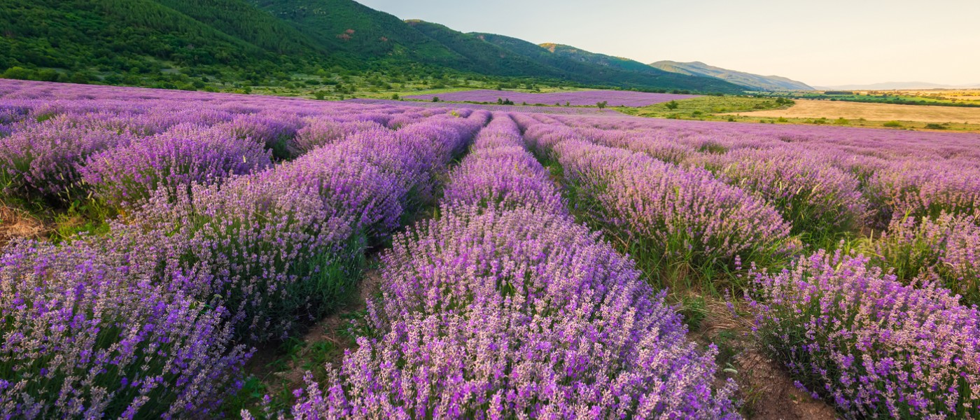 Beautiful lavender fields near Aix-en-Provence 