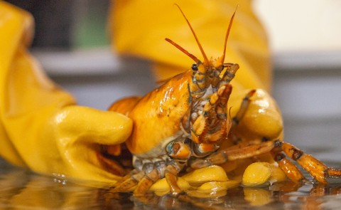 Banana the yellow lobster is being housed at the Marine Science Center