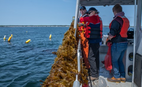 Image of recent kelp harvest in Saco Bay