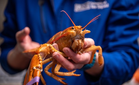 A rare orange lobster