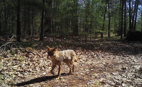 Noah Perlut's remote cameras captured this image of a coyote near the Eastern Trail gap