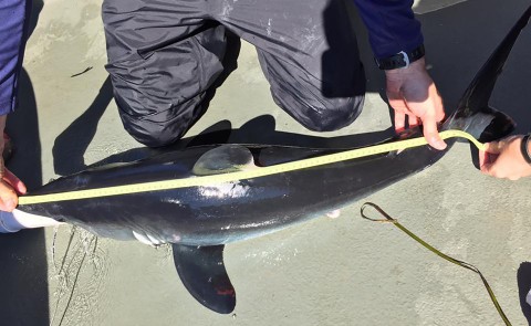 James Sulikowski measures a porbeagle caught with his student research team