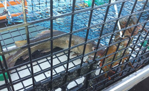 Atlantic Cod caught in a lobster trap