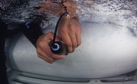 Ultrasound being performed on a live tiger shark. Photo credit: Jim Abernethy