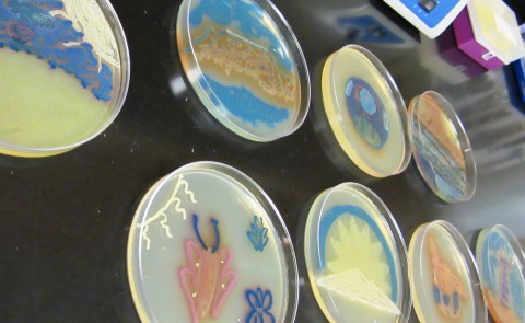 Agar art from the College of Pharmacy