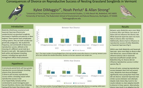 "Consequences of Divorce on Reproductive Success of Nesting Grassland Songbirds in Vermont" (poster)