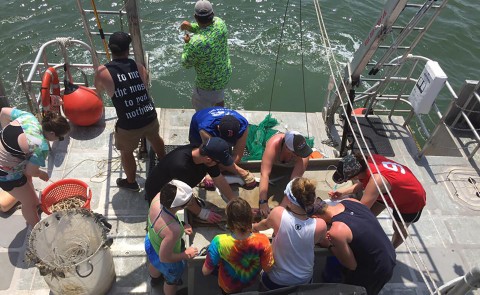 Students from UNE study sharks off the Gulf Coast