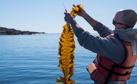 Adam St. Gelais looks at a piece of kelp harvested from UNE's farm