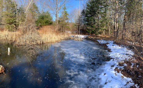 Large vernal pool in UNE's forest