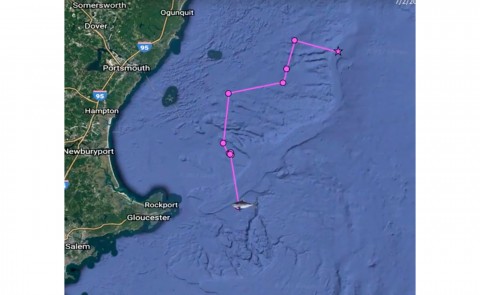 A still image from a tracking video showing the movements of a pregnant porbeagle shark 