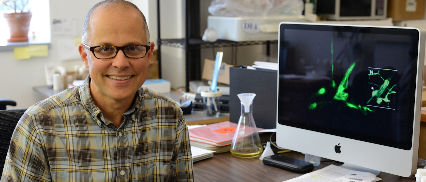 Ganter Lab study leads to better understanding of chronic pain | Mirage ...