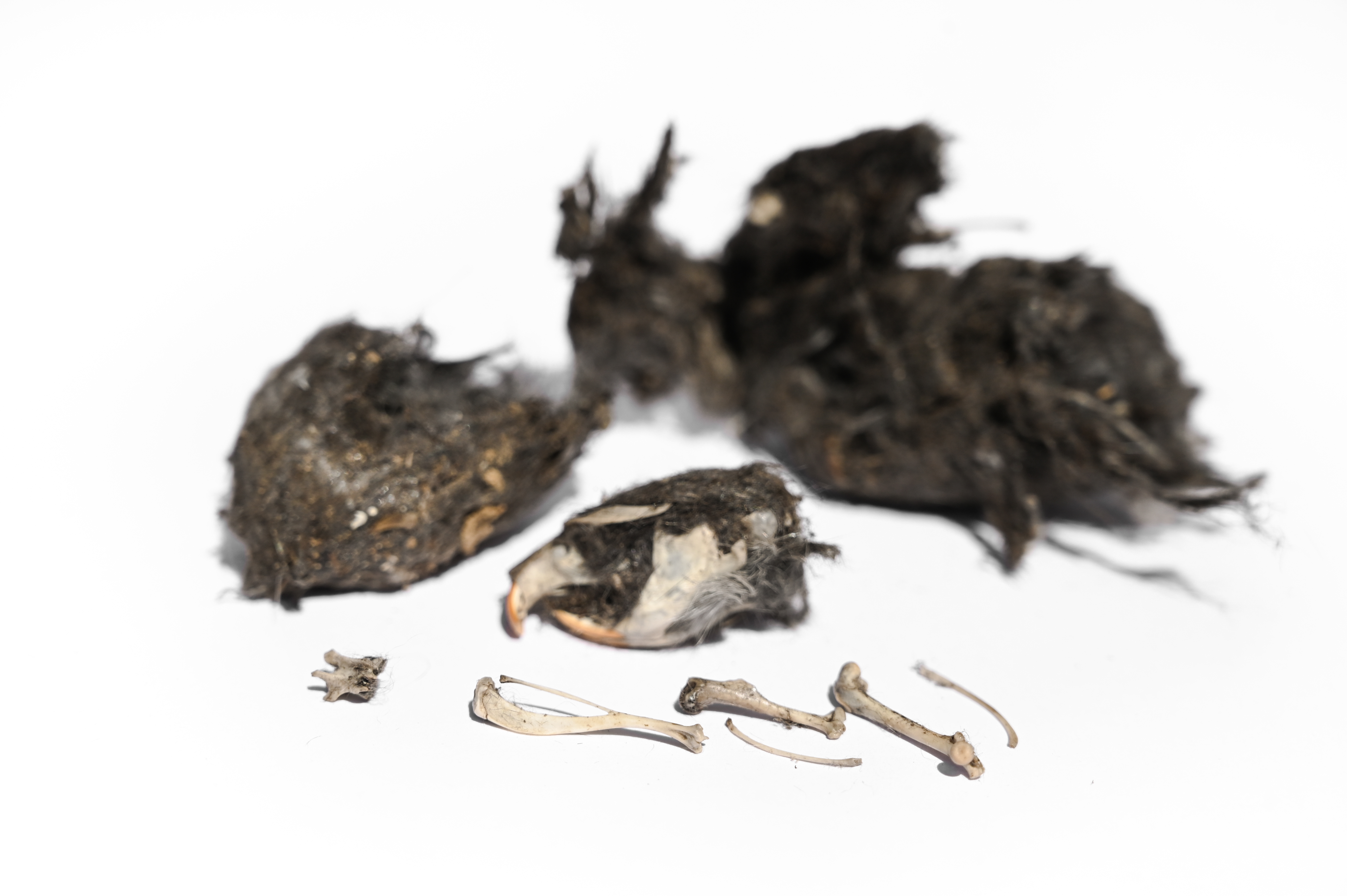 The Maine Owl Pellet Project