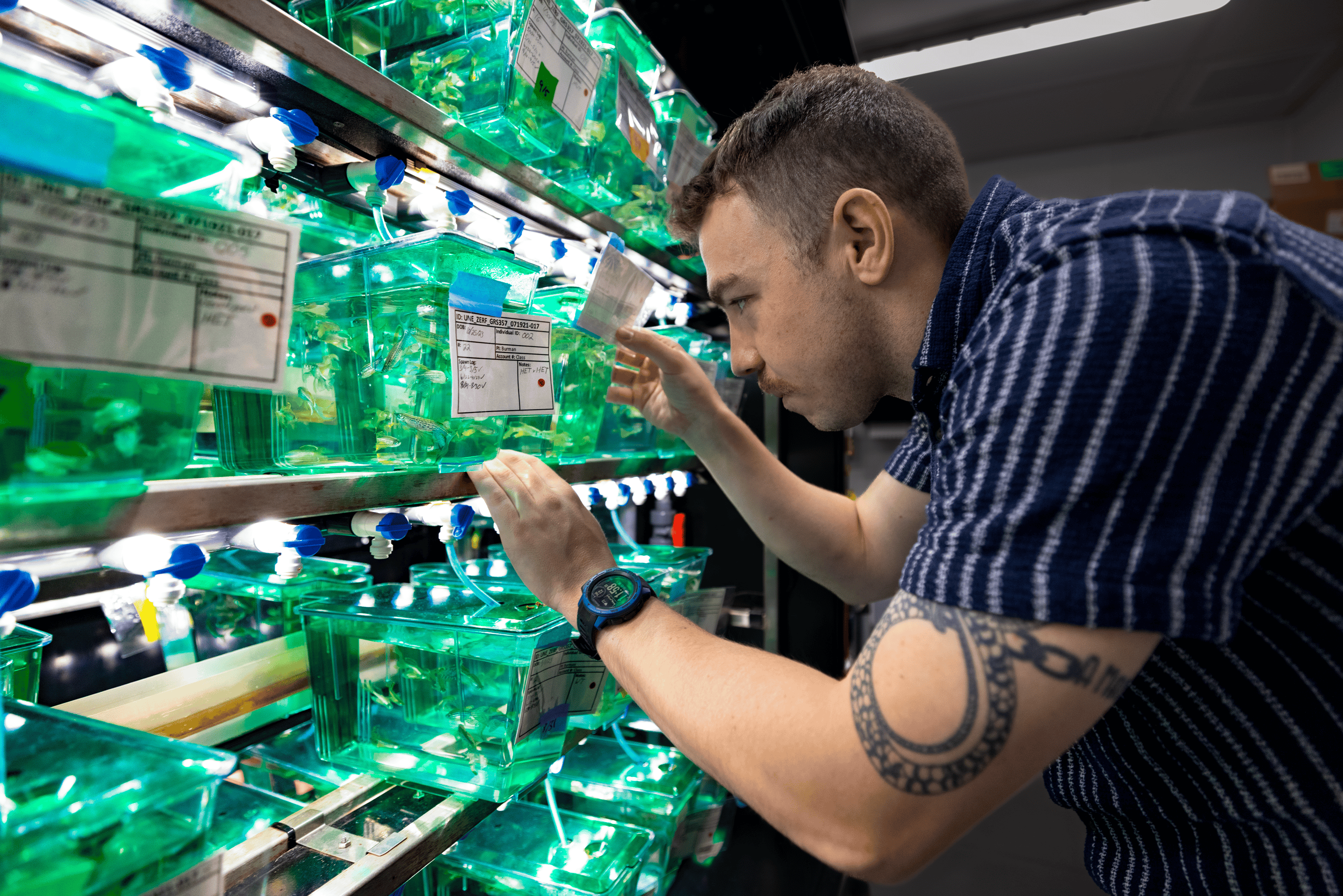 UNE student Willard Swift examines zebrafish in a UNE lab
