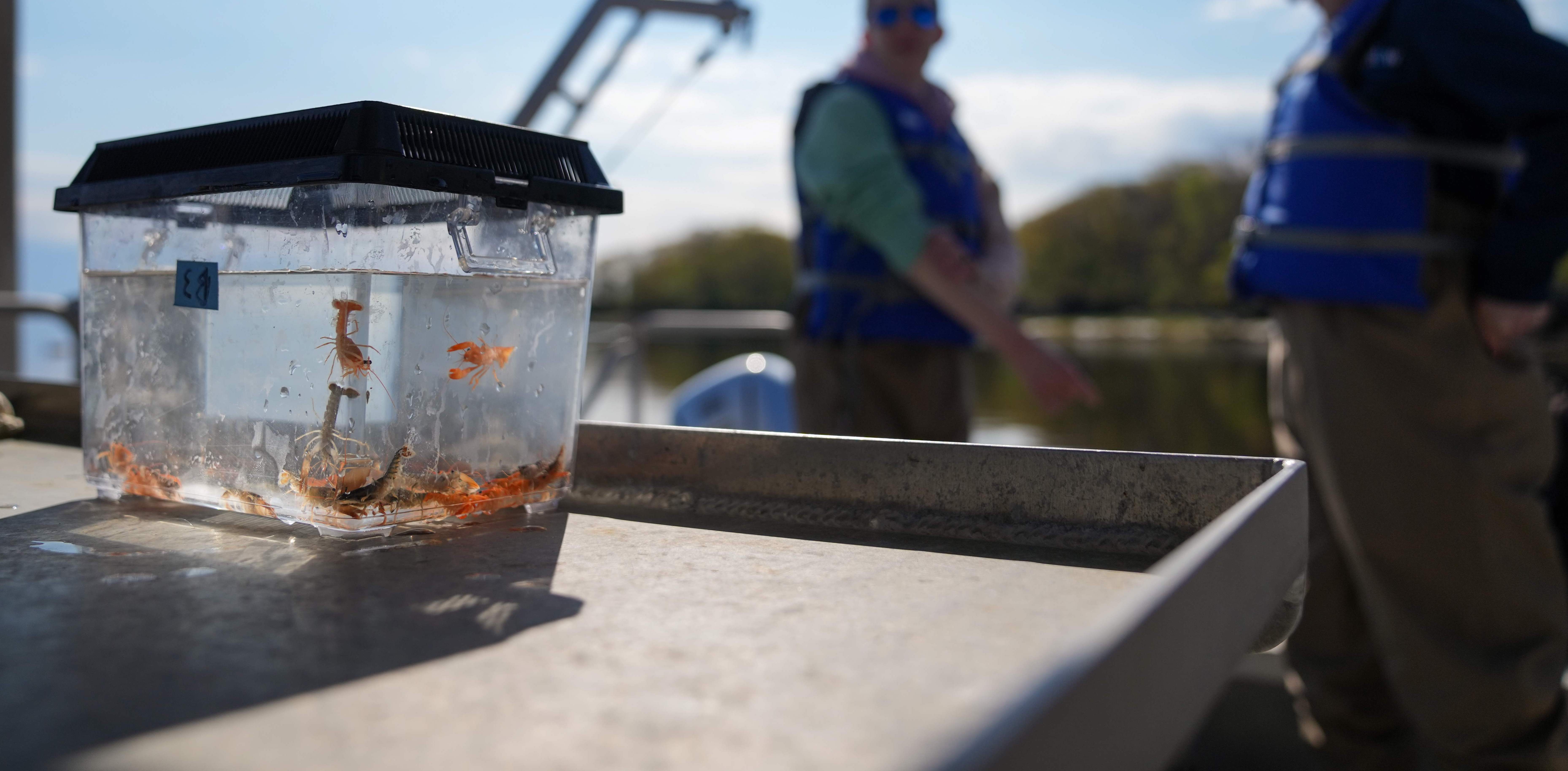 Baby lobsters sit in a holding tank on a UNE research vessel