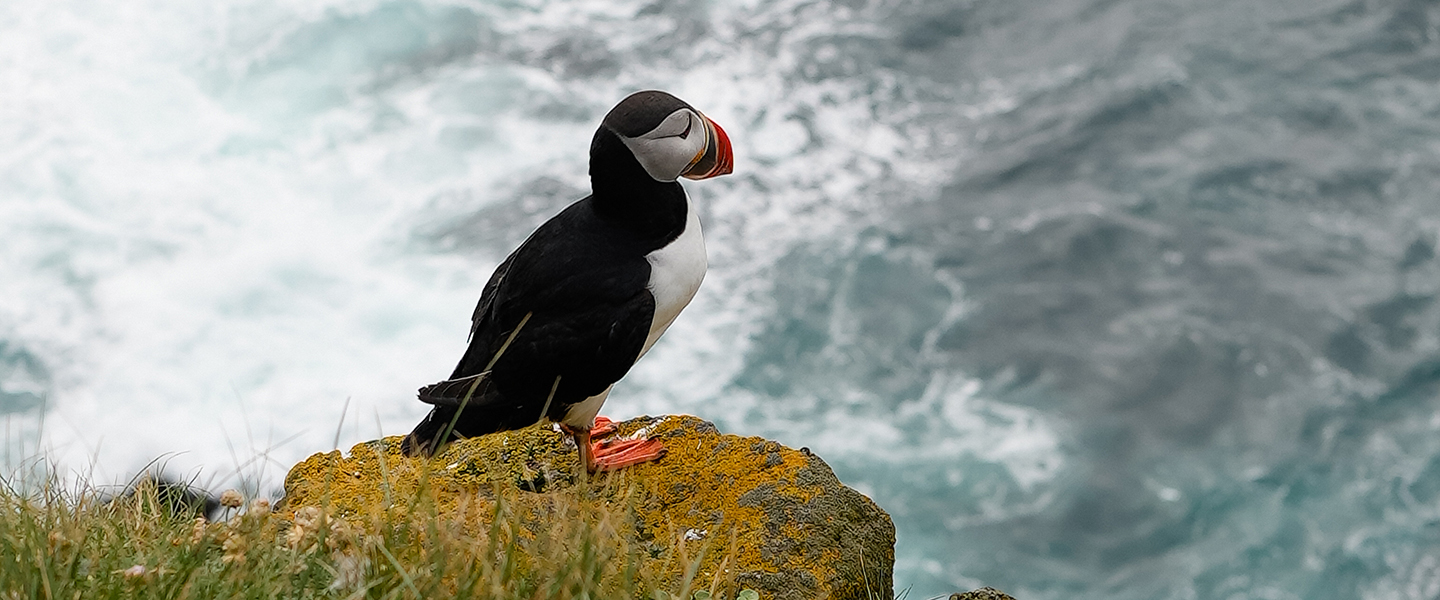 Iceland, Arctic Adventure Tourism
