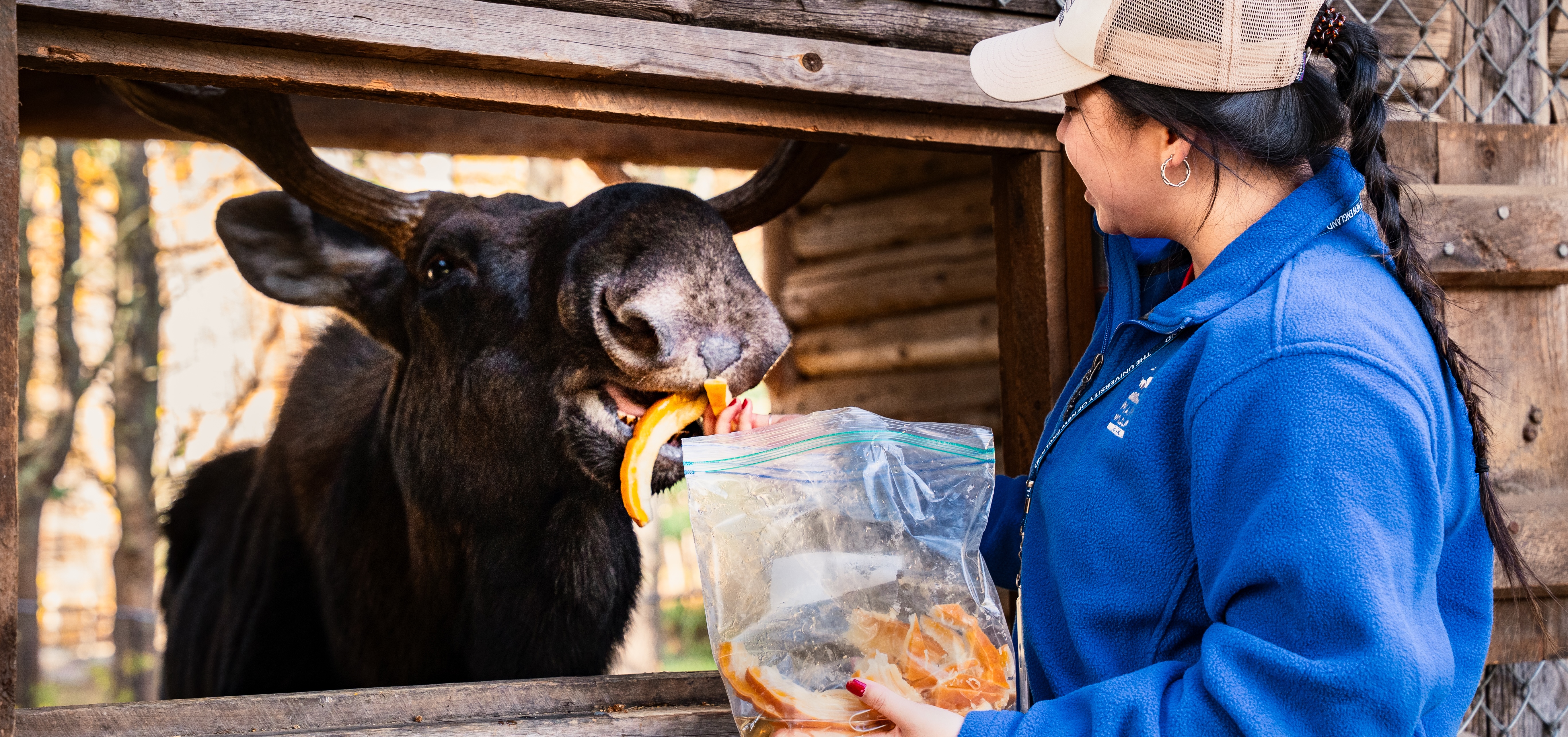 UNE senior cares for birds, mammals, and more in immersive internship with Maine Wildlife Park 