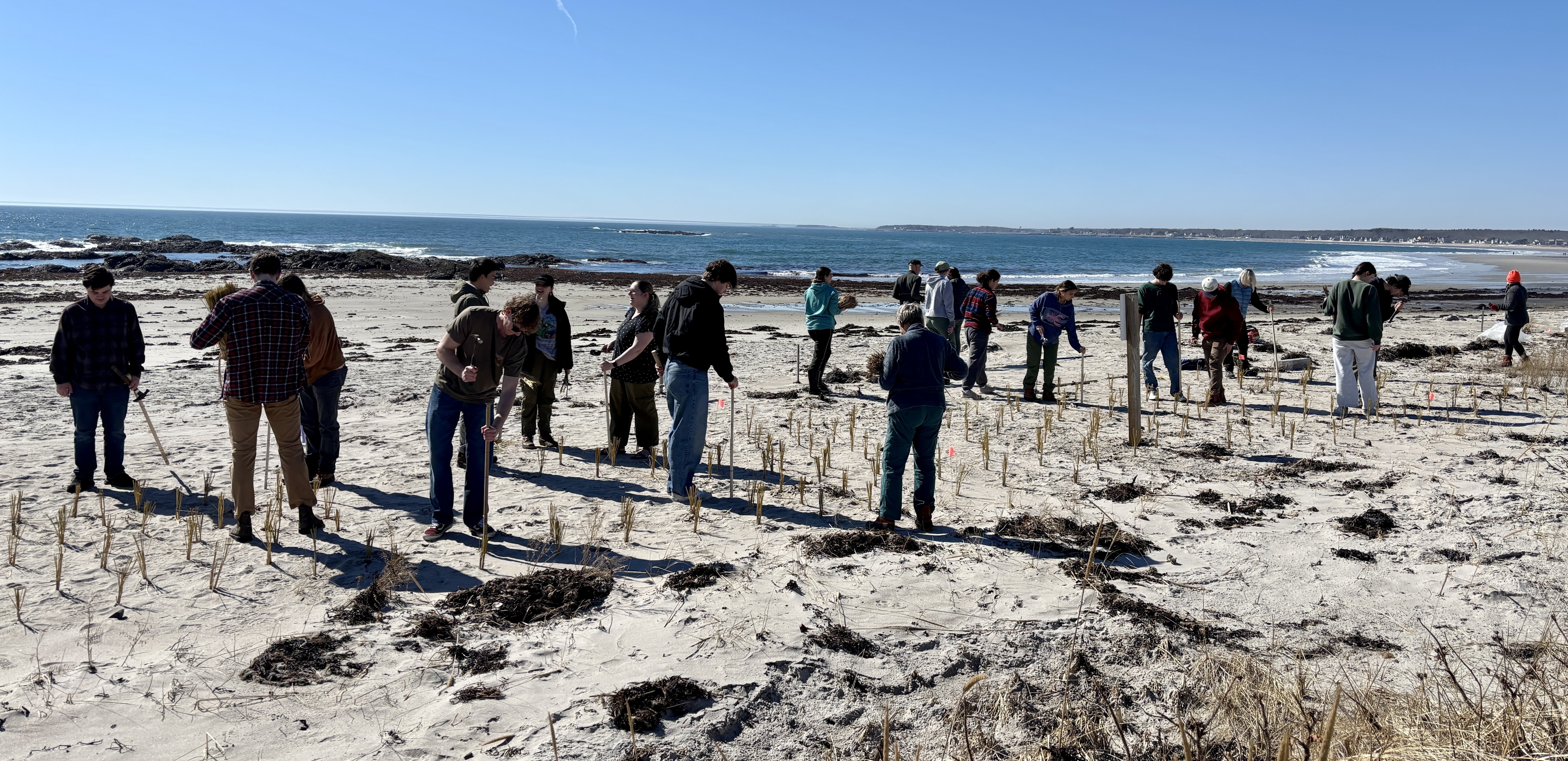 UNE students help local land trust plant dune grass.