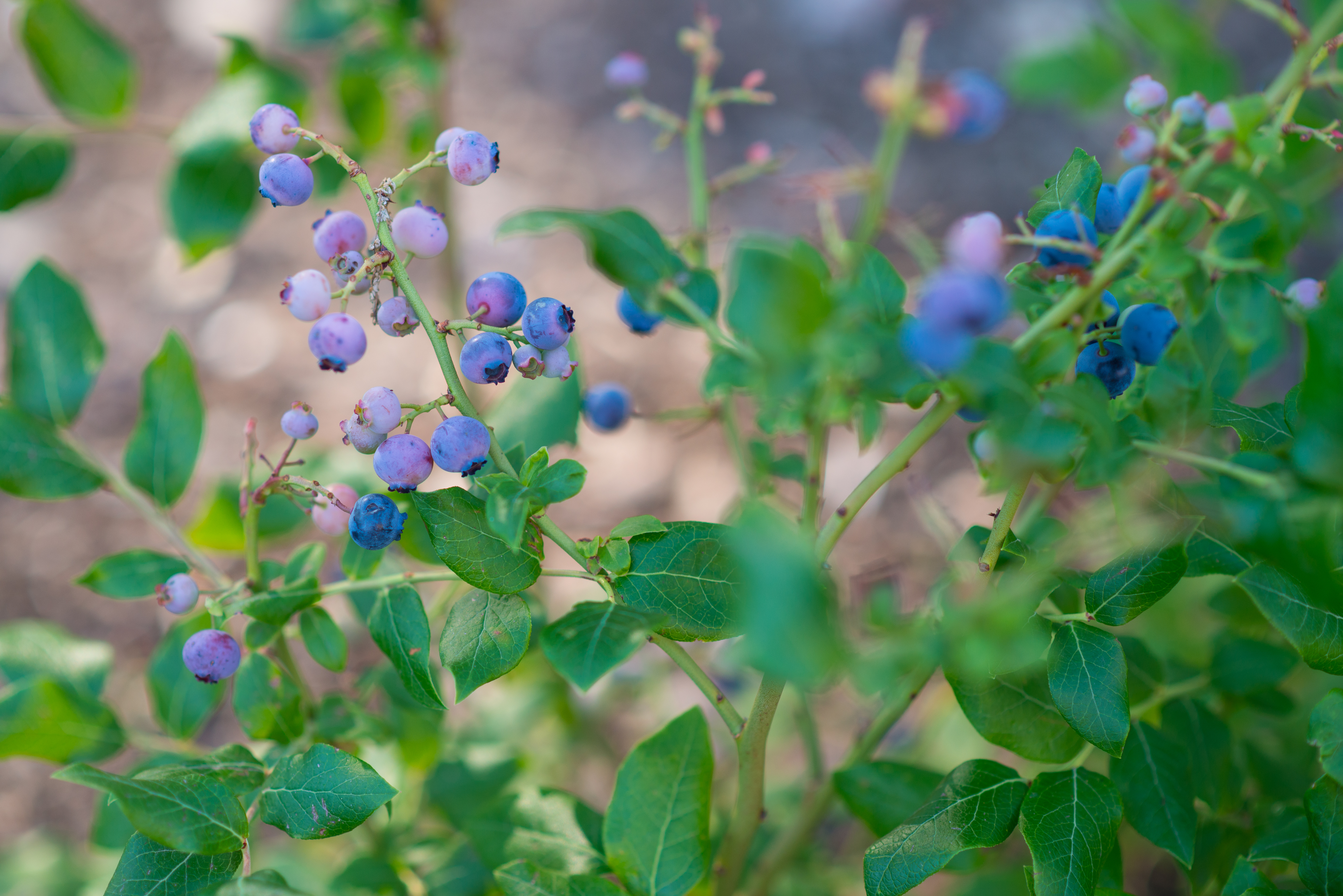 blueberries