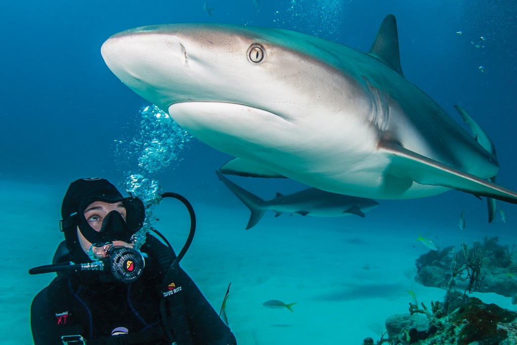 scuba diver with shark