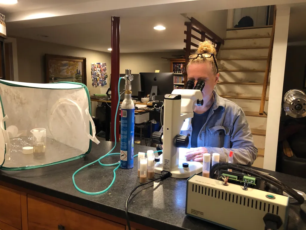 Julie Moulton, M.S. Biology ’21, studies fruit flies from her home laboratory.