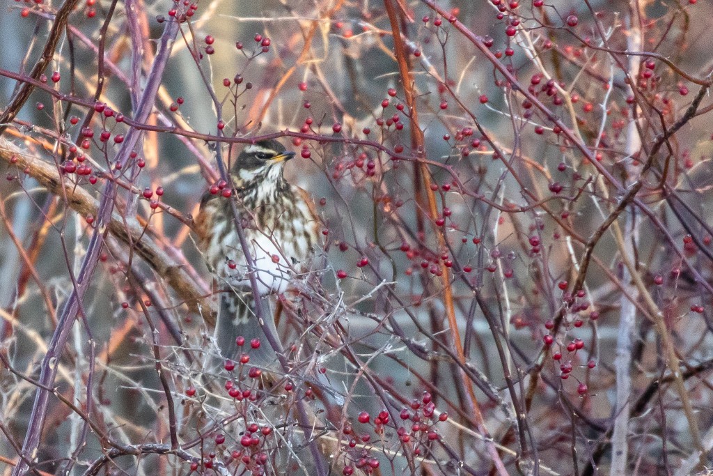The Redwing is most commonly found in Europe, Iceland, and Russia.