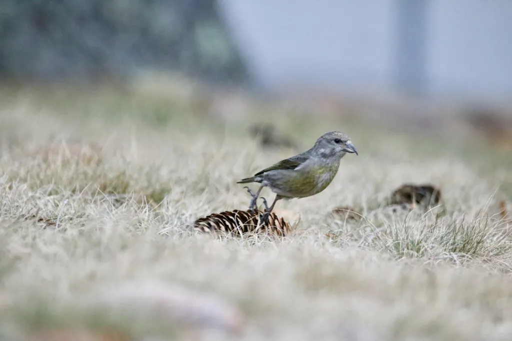 Red Crossbill bird