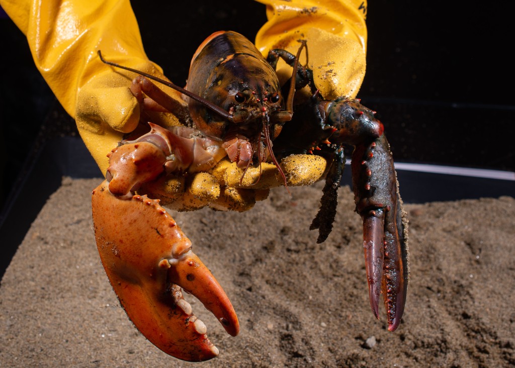 Person holding the split colored lobster