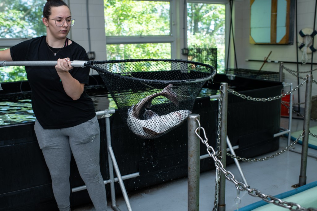 Student Bethany Brodbeck catches a spiny dogfish in a net in the Marine Science Center