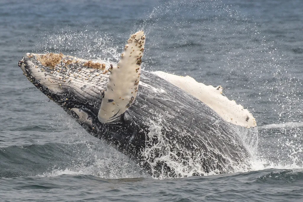 Humpback whale calf breaching the ocean
