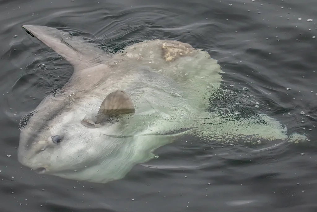 A Mola Mola fish in the ocean
