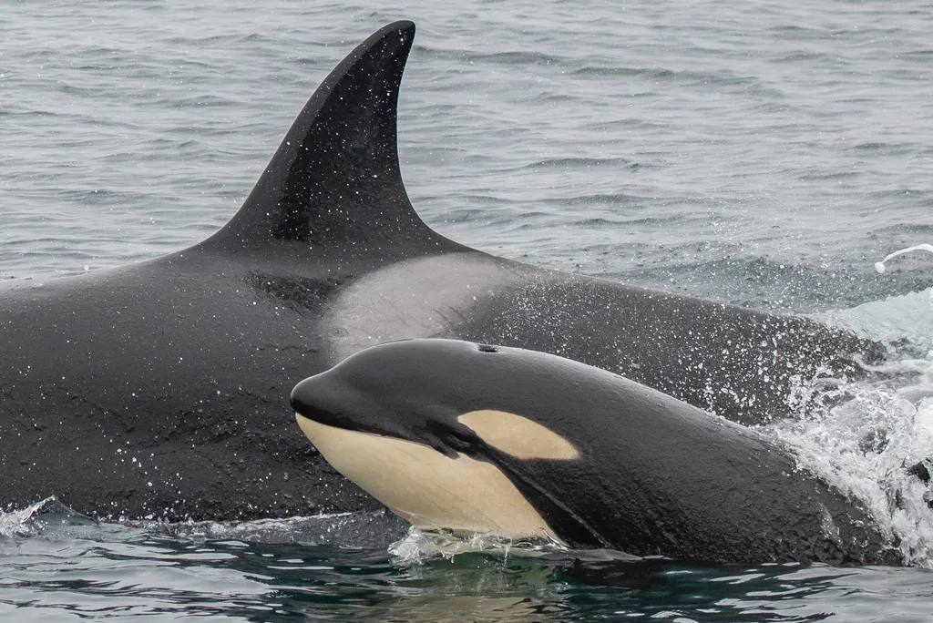 Wild orca pod