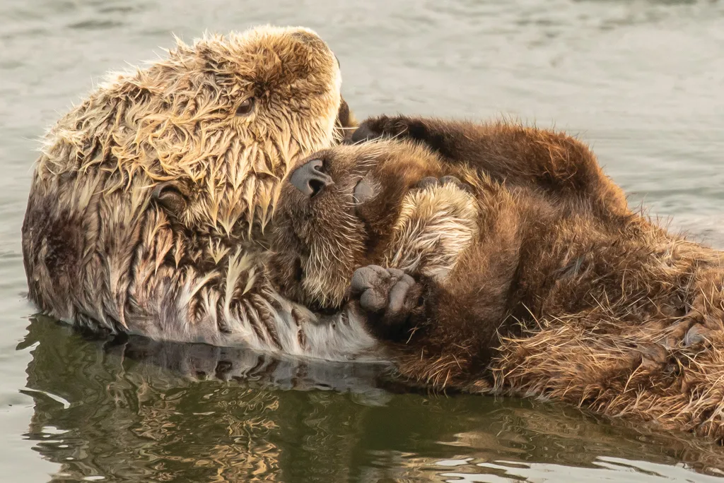 Southern sea otter mother and pup